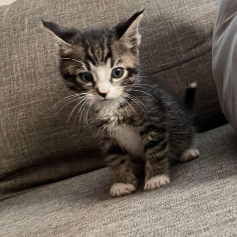 Rick, an adoptable Domestic Medium Hair in Garden City, KS, 67846 | Photo Image 4