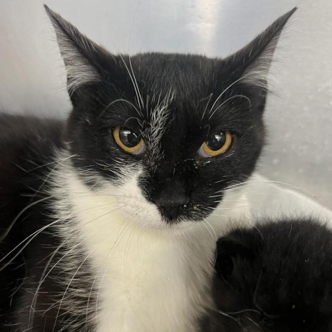 Mrs. Jackson, an adoptable Domestic Long Hair in Garden City, KS, 67846 | Photo Image 2