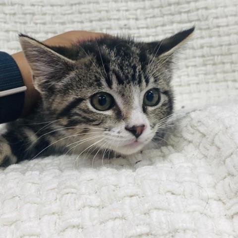 El Coyote, an adoptable Domestic Short Hair in Garden City, KS, 67846 | Photo Image 1