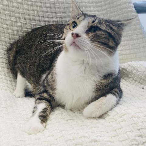 Oreo, an adoptable Domestic Short Hair in Garden City, KS, 67846 | Photo Image 1