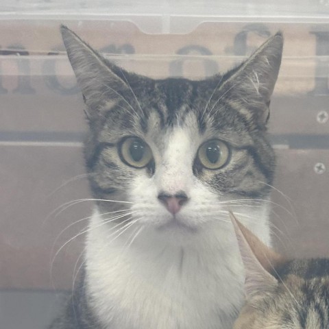 Oreo, an adoptable Domestic Short Hair in Garden City, KS, 67846 | Photo Image 2