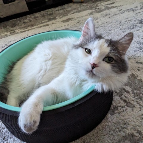 Bowie Roberts, an adoptable Domestic Long Hair in Eagle Mountain, UT, 84005 | Photo Image 1