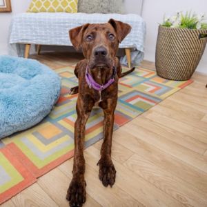 Hi Im Jedi I am a tall svelte 10 month-old Hound mix with a sweet earnest face and a beautiful