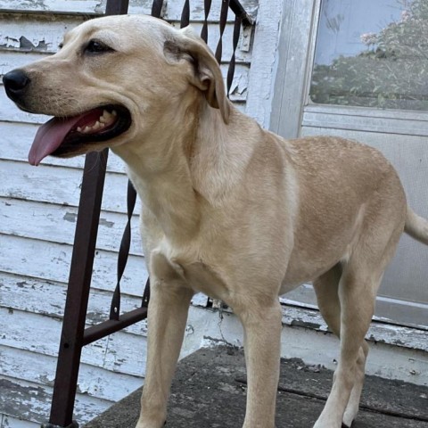 Giza, an adoptable Shar-Pei, Labrador Retriever in Sioux Falls, SD, 57106 | Photo Image 1