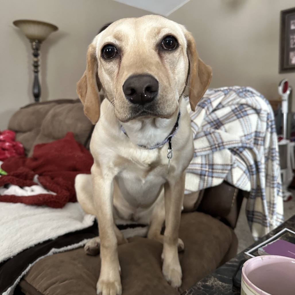 Giza, an adoptable Shar-Pei, Labrador Retriever in Sioux Falls, SD, 57106 | Photo Image 1