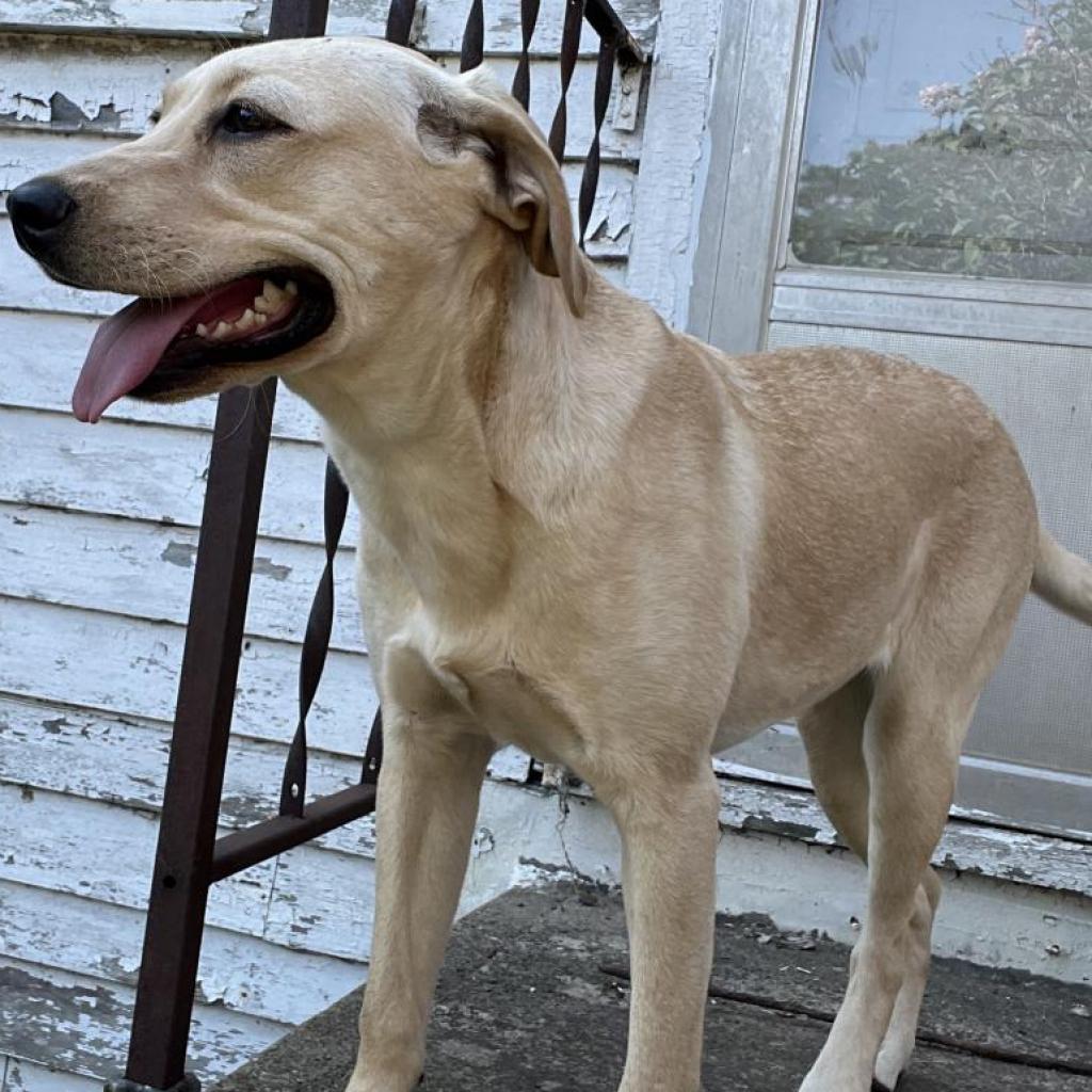 Giza, an adoptable Shar-Pei, Labrador Retriever in Sioux Falls, SD, 57106 | Photo Image 2