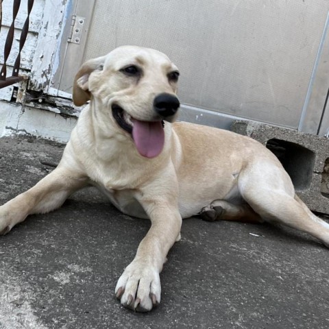 Giza, an adoptable Shar-Pei, Labrador Retriever in Sioux Falls, SD, 57106 | Photo Image 2