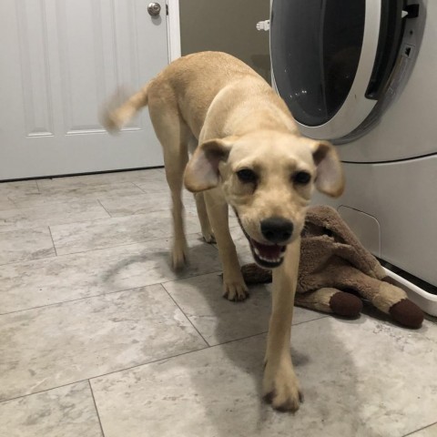 Giza, an adoptable Shar-Pei, Labrador Retriever in Sioux Falls, SD, 57106 | Photo Image 3