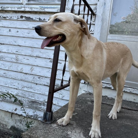 Giza, an adoptable Shar-Pei, Labrador Retriever in Sioux Falls, SD, 57106 | Photo Image 4