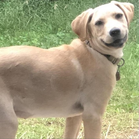 Giza, an adoptable Shar-Pei, Labrador Retriever in Sioux Falls, SD, 57106 | Photo Image 4