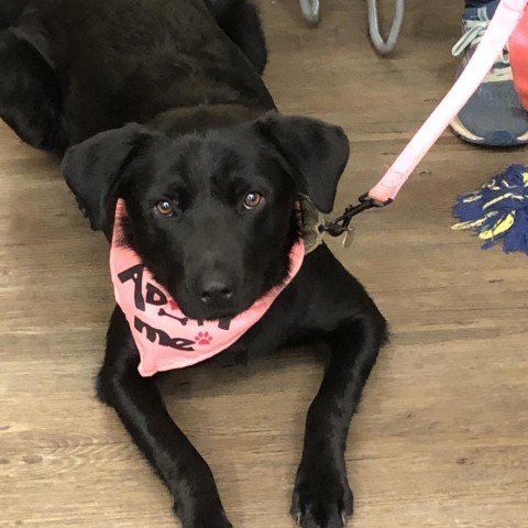 Cheyenne, an adoptable Labrador Retriever, Shepherd in Sioux Falls, SD, 57106 | Photo Image 1