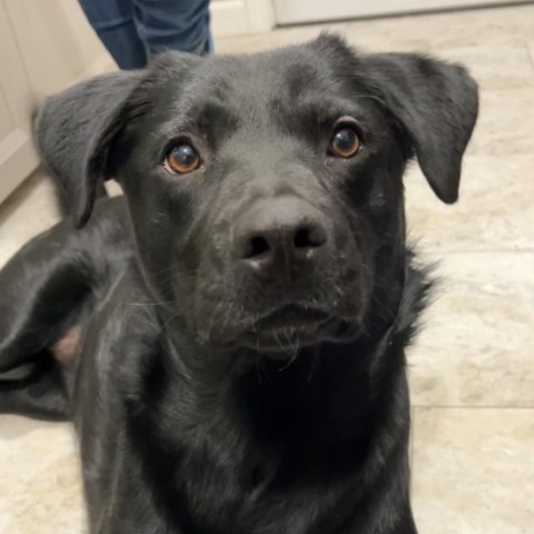 Cheyenne, an adoptable Labrador Retriever, Shepherd in Sioux Falls, SD, 57106 | Photo Image 1