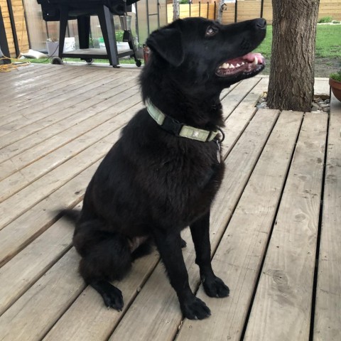 Cheyenne, an adoptable Labrador Retriever, Shepherd in Sioux Falls, SD, 57106 | Photo Image 2