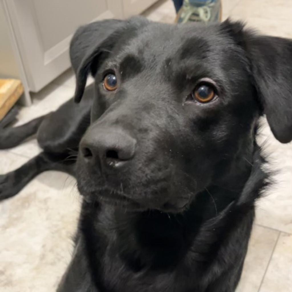 Cheyenne, an adoptable Labrador Retriever, Shepherd in Sioux Falls, SD, 57106 | Photo Image 2