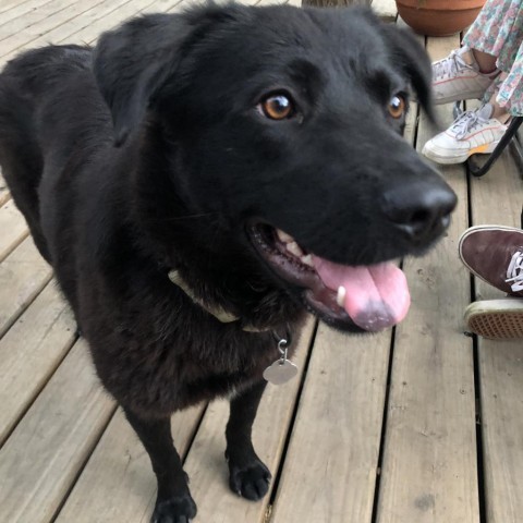 Cheyenne, an adoptable Labrador Retriever, Shepherd in Sioux Falls, SD, 57106 | Photo Image 3