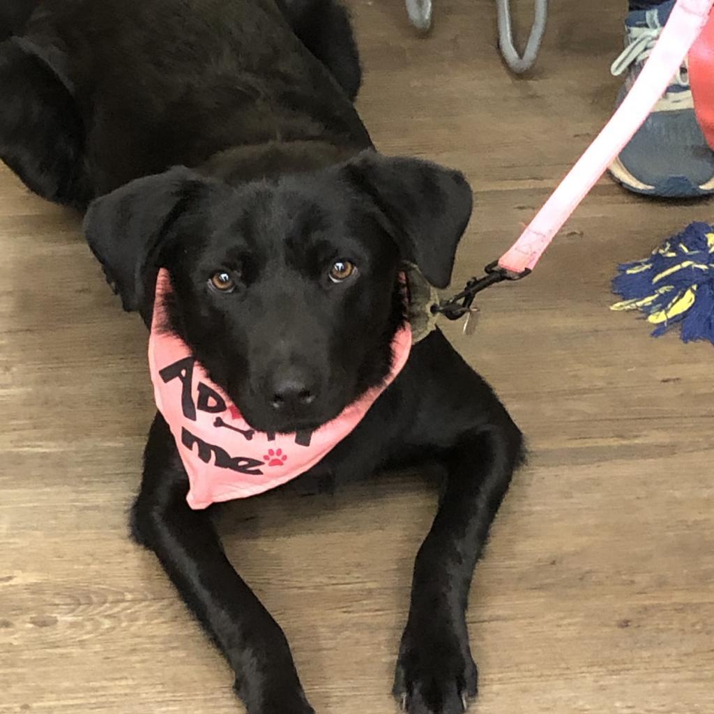 Cheyenne, an adoptable Labrador Retriever, Shepherd in Sioux Falls, SD, 57106 | Photo Image 3