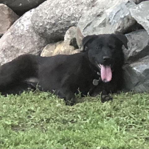 Cheyenne, an adoptable Labrador Retriever, Shepherd in Sioux Falls, SD, 57106 | Photo Image 4