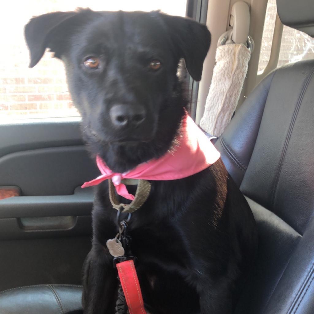 Cheyenne, an adoptable Labrador Retriever, Shepherd in Sioux Falls, SD, 57106 | Photo Image 4