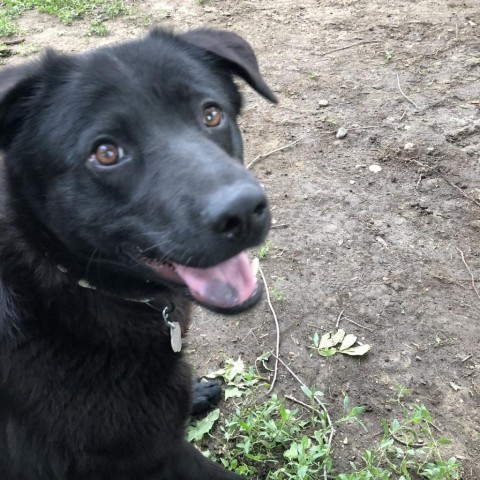 Cheyenne, an adoptable Labrador Retriever, Shepherd in Sioux Falls, SD, 57106 | Photo Image 5