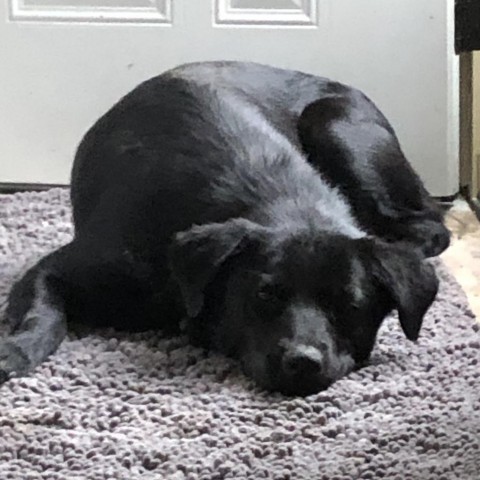 Cheyenne, an adoptable Labrador Retriever, Shepherd in Sioux Falls, SD, 57106 | Photo Image 5