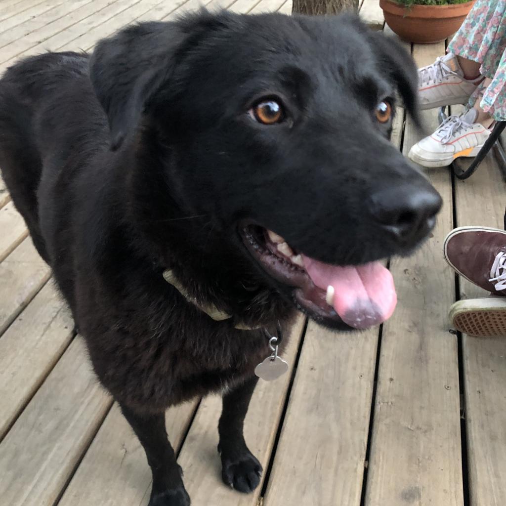 Cheyenne, an adoptable Labrador Retriever, Shepherd in Sioux Falls, SD, 57106 | Photo Image 5
