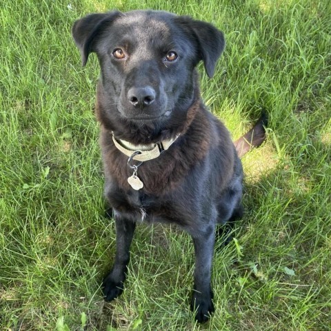 Cheyenne, an adoptable Labrador Retriever, Shepherd in Sioux Falls, SD, 57106 | Photo Image 6