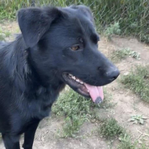 Cheyenne, an adoptable Labrador Retriever, Shepherd in Sioux Falls, SD, 57106 | Photo Image 6