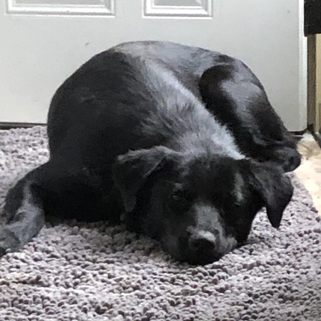 Cheyenne, an adoptable Labrador Retriever, Shepherd in Sioux Falls, SD, 57106 | Photo Image 6