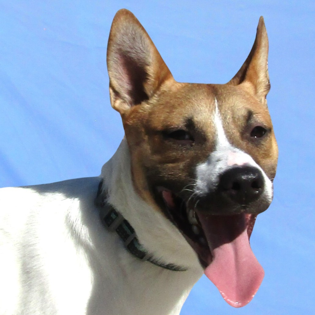 Johnny Cash, an adoptable Mixed Breed in Las Cruces, NM, 88012 | Photo Image 1