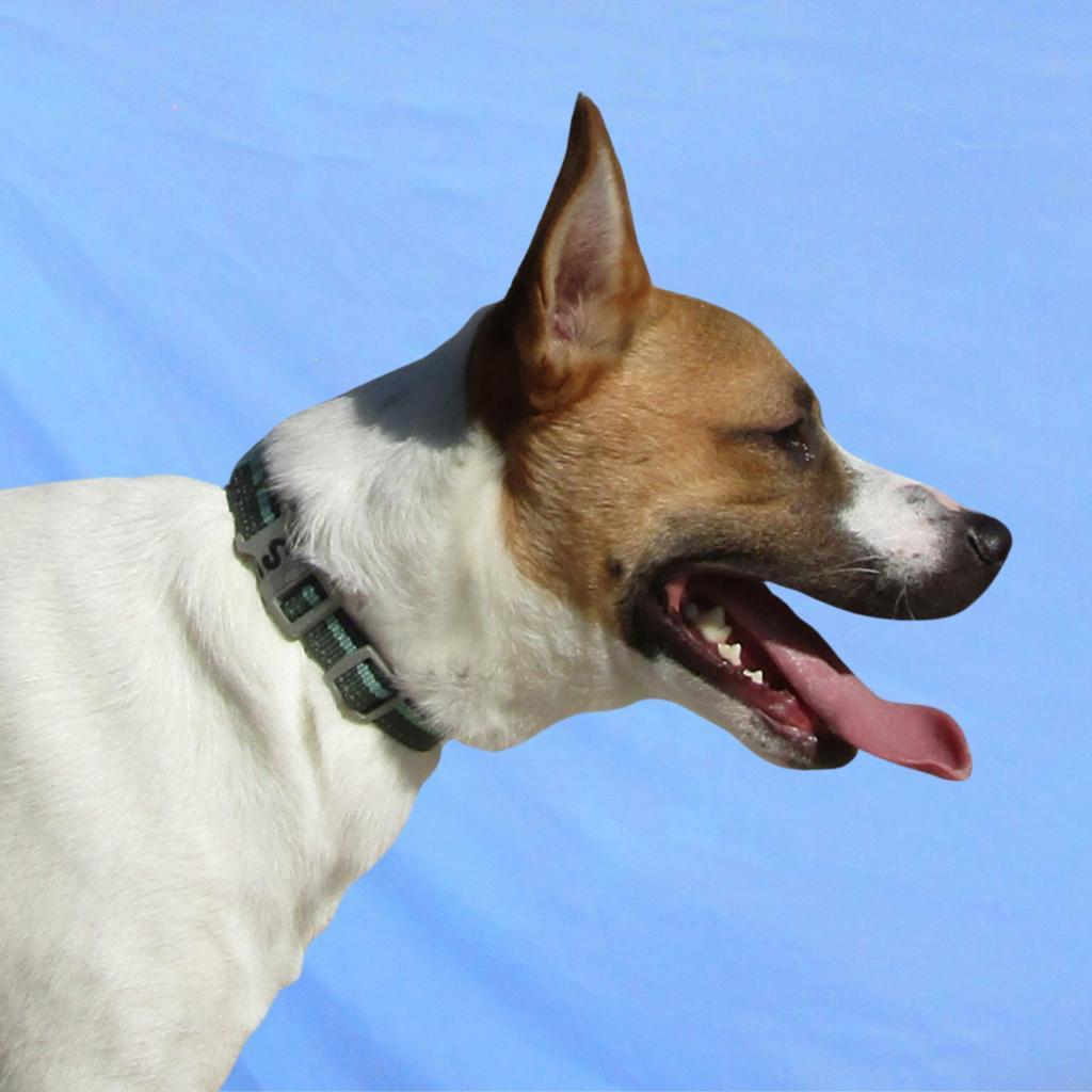 Johnny Cash, an adoptable Mixed Breed in Las Cruces, NM, 88012 | Photo Image 2