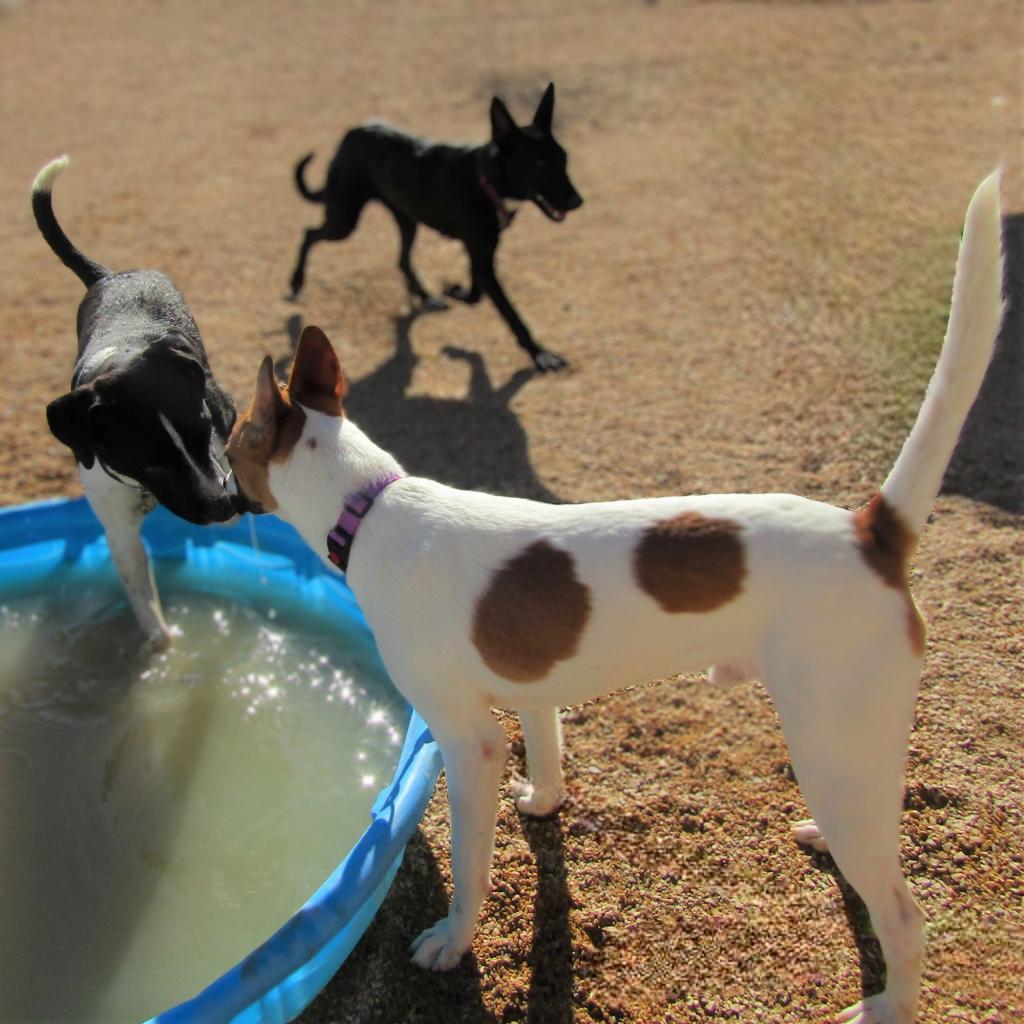 Johnny Cash, an adoptable Mixed Breed in Las Cruces, NM, 88012 | Photo Image 4