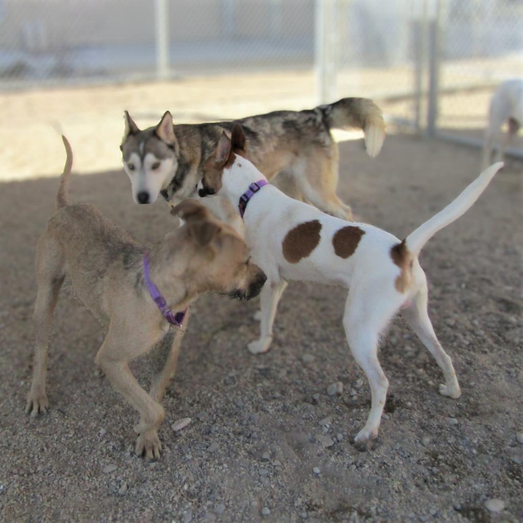 Johnny Cash, an adoptable Mixed Breed in Las Cruces, NM, 88012 | Photo Image 5