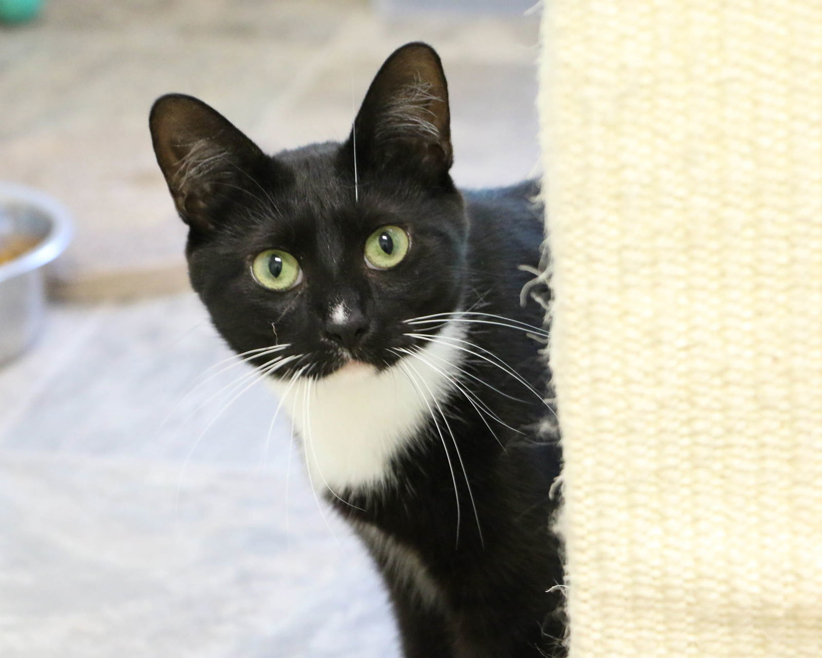 Sarsaparilla, an adoptable Domestic Short Hair in Fargo, ND, 58103 | Photo Image 1