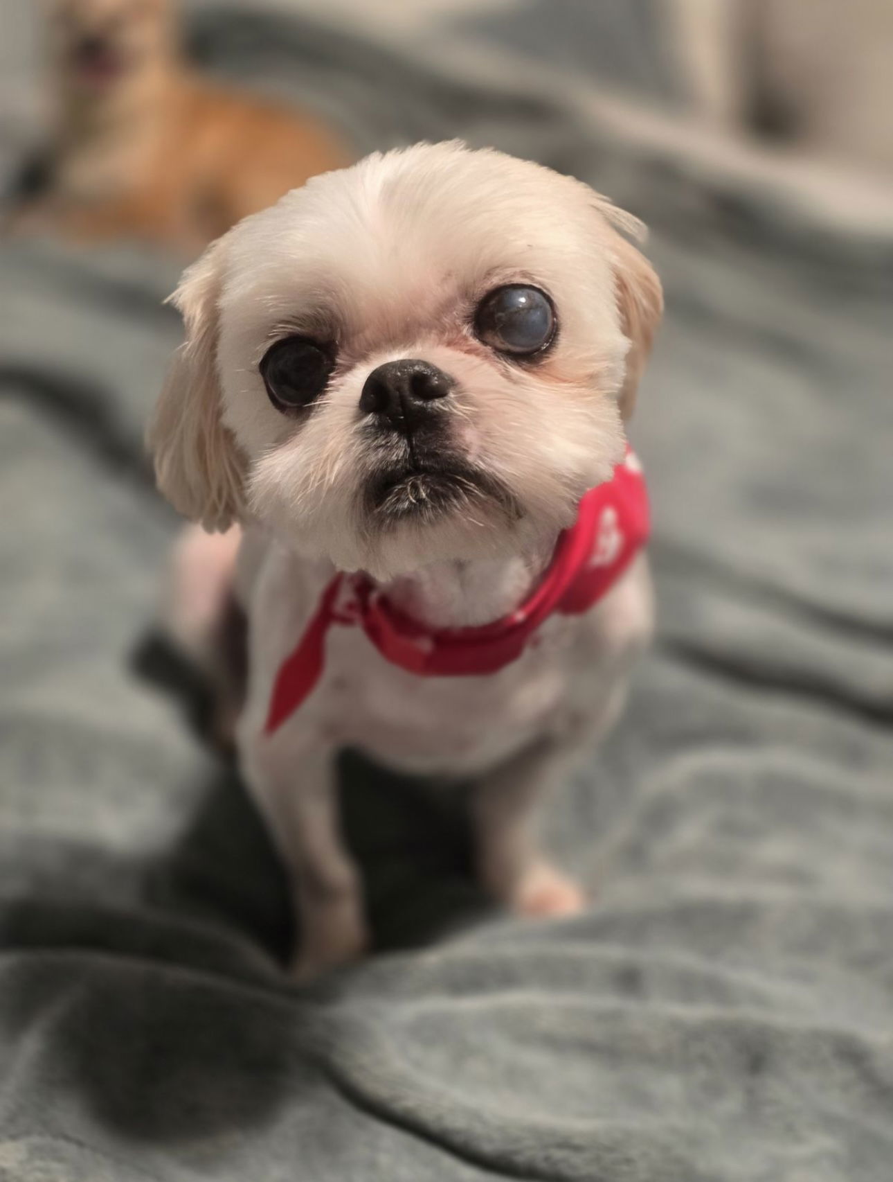 Malta, an adoptable Maltese, Shih Tzu in Euless, TX, 76040 | Photo Image 2