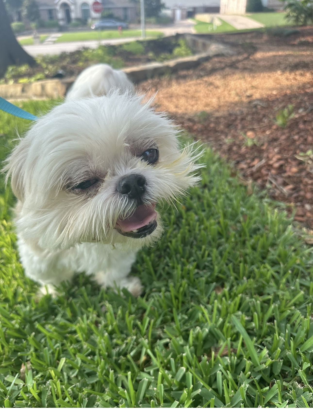 Malta, an adoptable Maltese, Shih Tzu in Euless, TX, 76040 | Photo Image 3