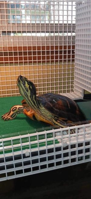 Amarilla, Adult Female unknown
