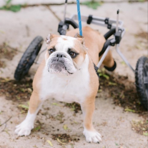 Miss Muffett English Bulldog X weak leg diapers Northbrook IL Handicapped Pets Forum