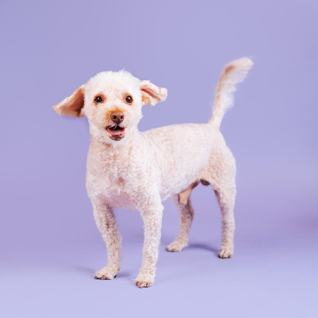 Tommy, an adoptable Poodle in Northbrook, IL, 60062 | Photo Image 1