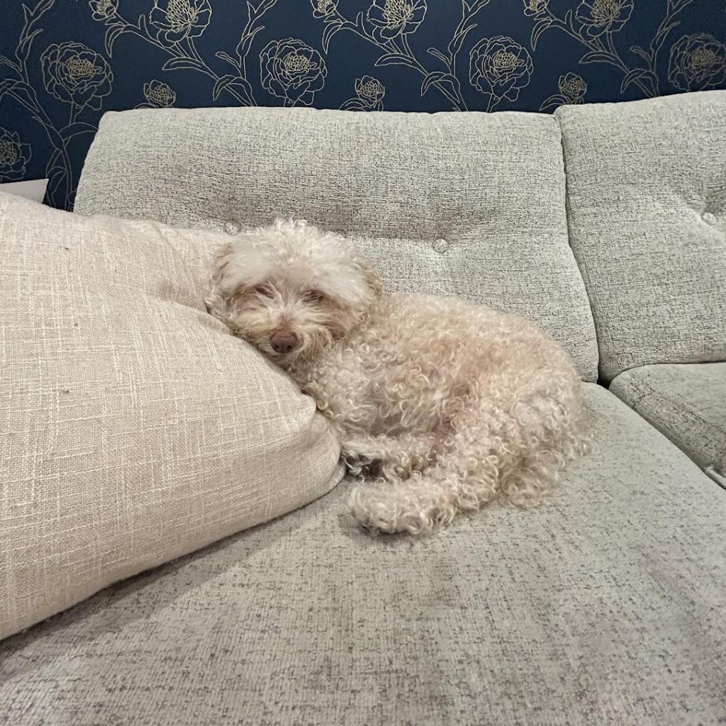 Tommy, an adoptable Poodle in Northbrook, IL, 60062 | Photo Image 2