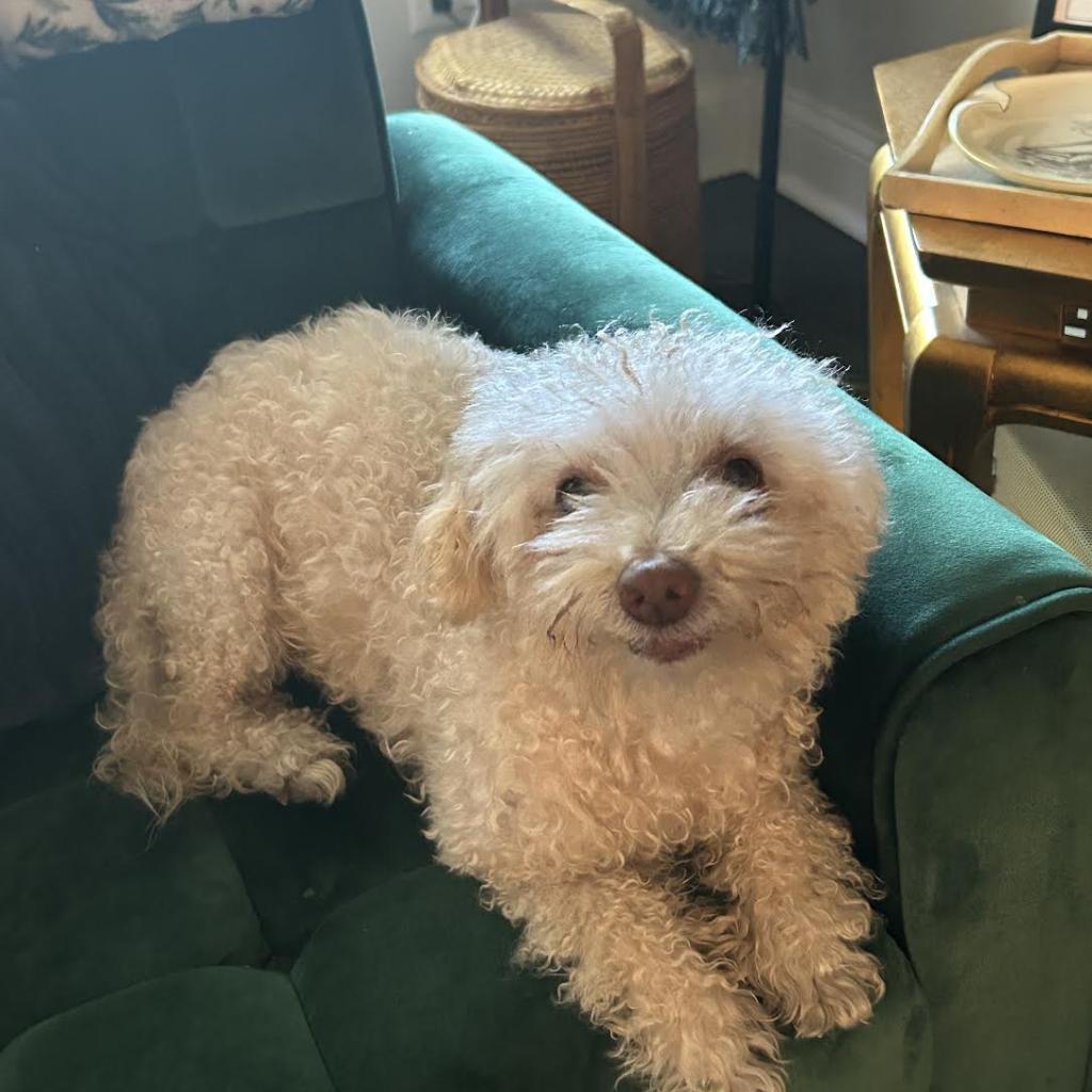 Tommy, an adoptable Poodle in Northbrook, IL, 60062 | Photo Image 3