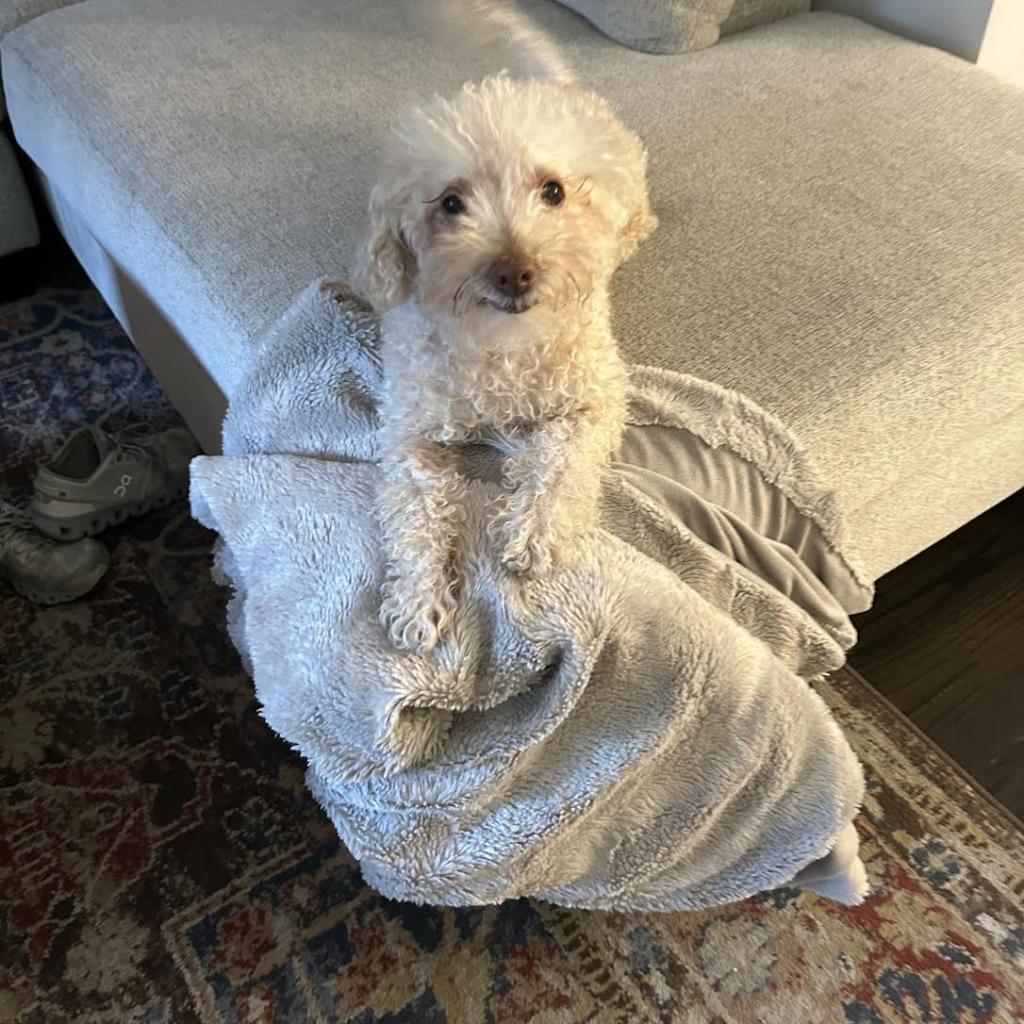 Tommy, an adoptable Poodle in Northbrook, IL, 60062 | Photo Image 4