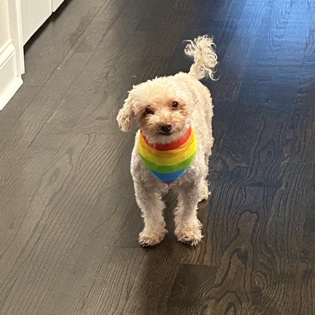 Tommy, an adoptable Poodle in Northbrook, IL, 60062 | Photo Image 5