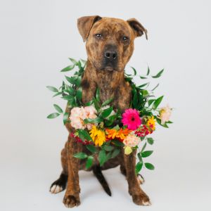Mel, Adult Female Pit Bull Terrier