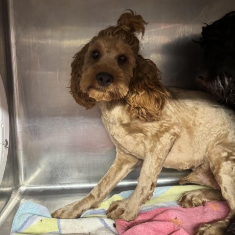 Prince Harry, an adoptable Cockapoo in Northbrook, IL, 60062 | Photo Image 2