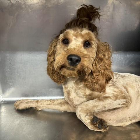 Prince Harry, an adoptable Cockapoo in Northbrook, IL, 60062 | Photo Image 3