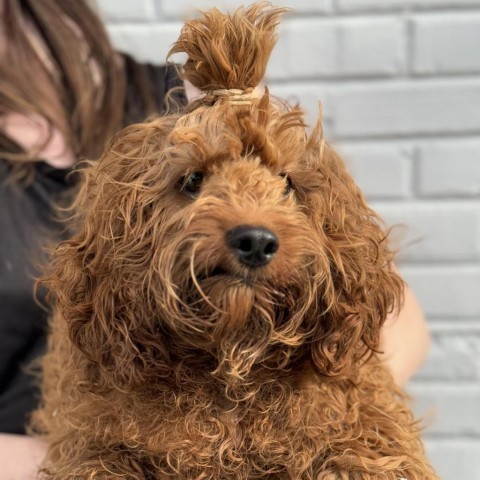 Prince Harry, an adoptable Cockapoo in Northbrook, IL, 60062 | Photo Image 4