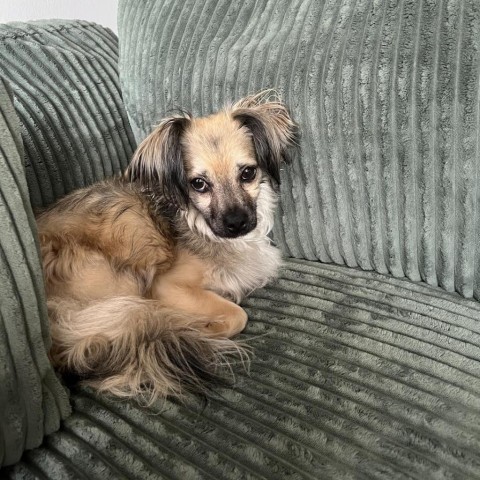 Coffee Bean, an adoptable Pekingese in Northbrook, IL, 60062 | Photo Image 1