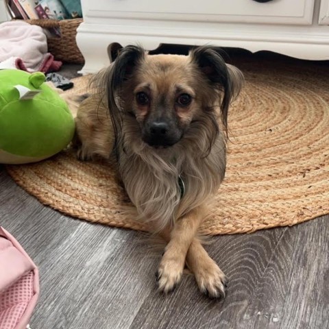 Coffee Bean, an adoptable Pekingese in Northbrook, IL, 60062 | Photo Image 2