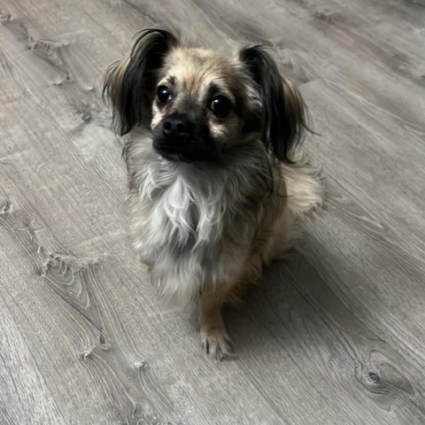 Coffee Bean, an adoptable Pekingese in Northbrook, IL, 60062 | Photo Image 3