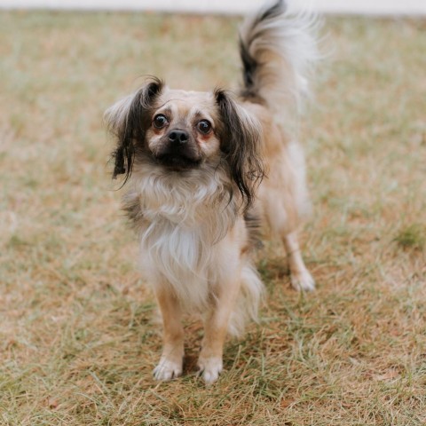 Coffee Bean, an adoptable Pekingese in Northbrook, IL, 60062 | Photo Image 4